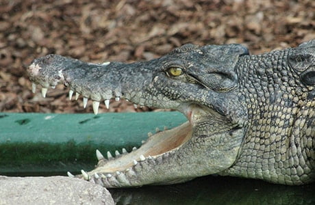 Saltwater-crocodile Bhitarkanika