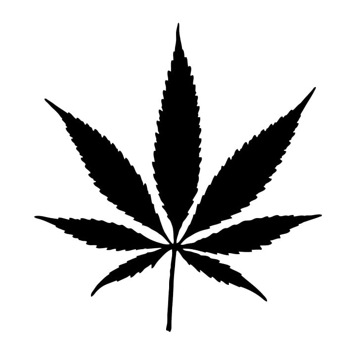 cannabis-boudh