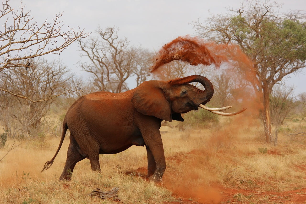 elephant-attack-angul