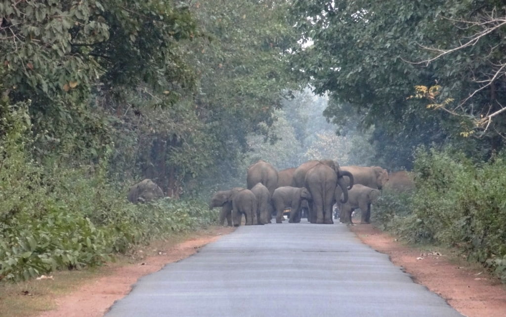 Elephant herd moving in Nilagiri in Balasore on Thursday. Photograph: Odishabytes