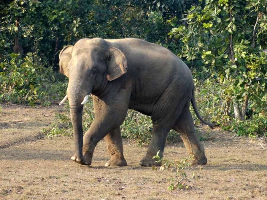 Elephants from Dalma Sanctuary in Jharkhand entered Jadibali forests at Nilgiri in Balasore on Wednesday. Photograph: Odishabytes