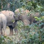 Elephants from Dalma Sanctuary in Jharkhand entered Jadibali forests at Nilgiri in Balasore on Wednesday. Photograph: Odishabytes