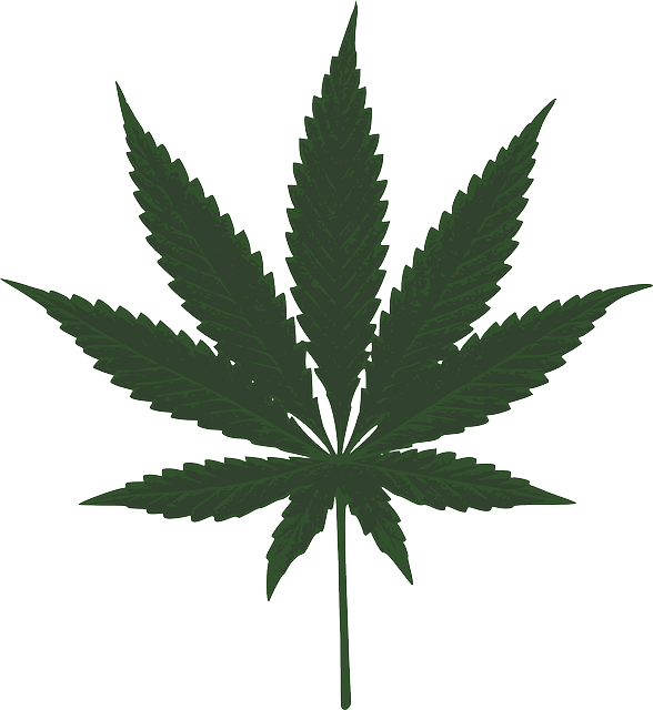 marijuana-ganja-odisha