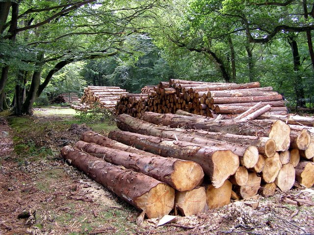timber mafia attack odisha