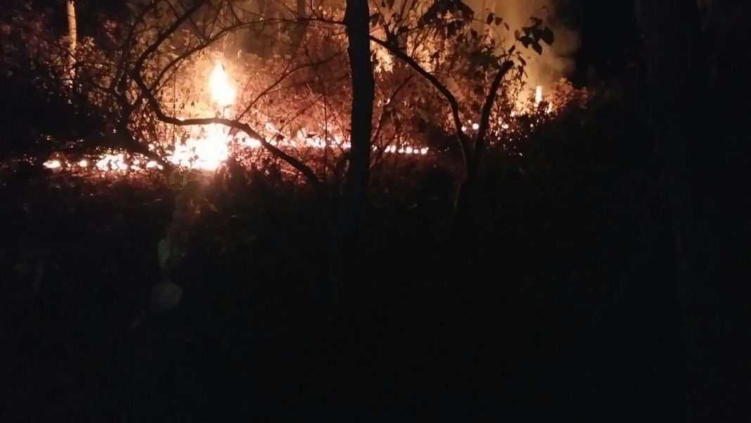 forest fire Odisha
