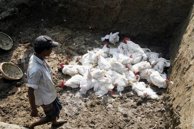 culling for bird flu paradip odisha