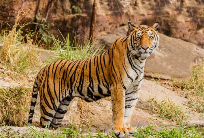 tiger royal bengal