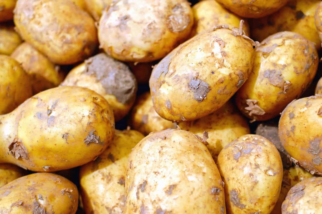 potatoes odisha shortage