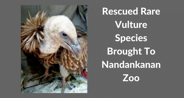 Rescued Rare Vulture Species Brought To Nandankanan Zoo