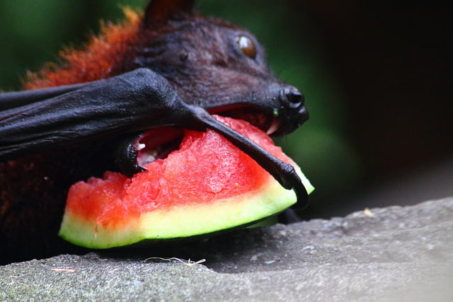 bat eating fruit nipah