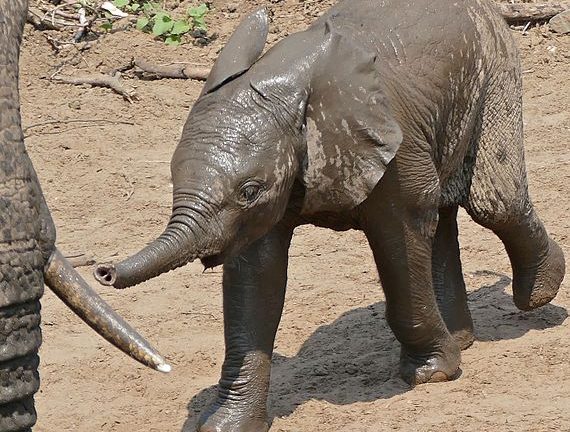 elephant calf found dead in mayurbhanj