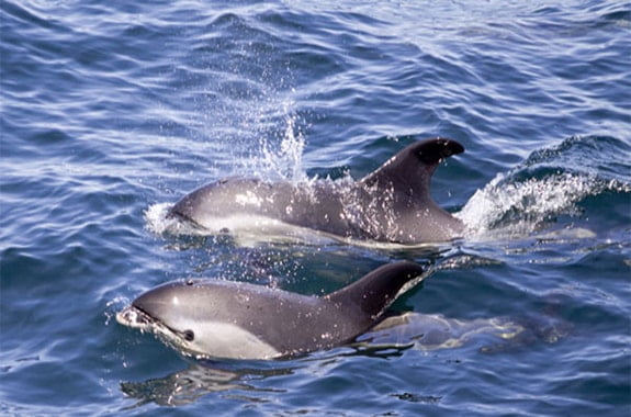 dolphin population increases