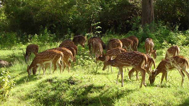 Odisha To Have Three More Wildlife Sanctuaries - odishabytes