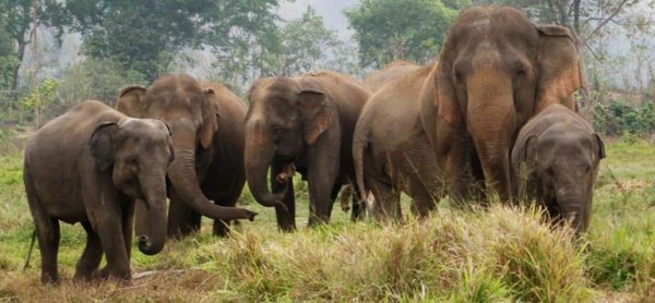 odisha elephants