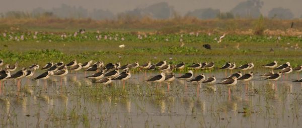 bird census chilika lake
