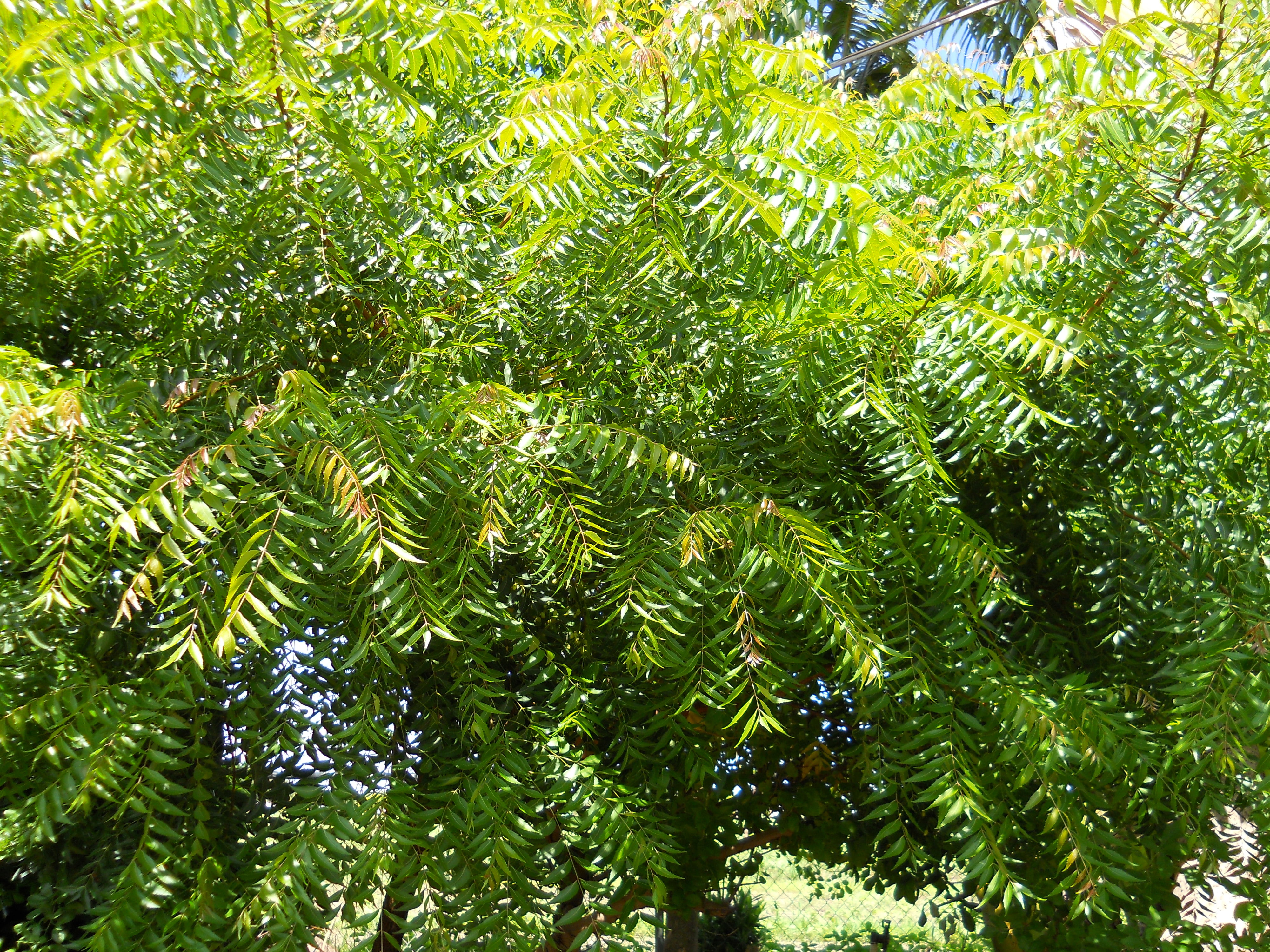 What Is The Common Name Of Neem