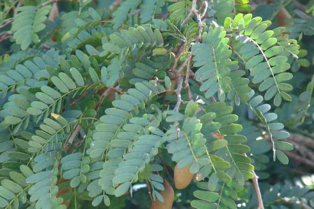 Know The Trees Which Can Save Bhubaneswar From Another ‘Fani’ – OdishaBytes