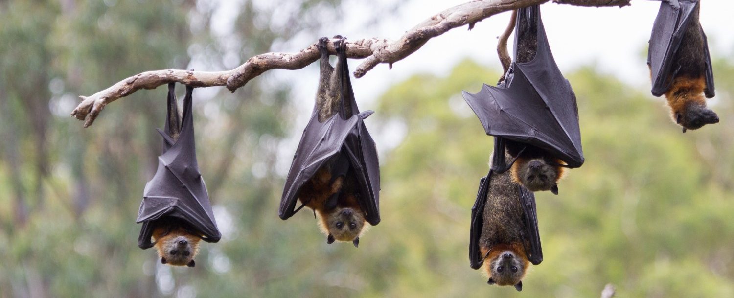 24 coronaviruses in bats