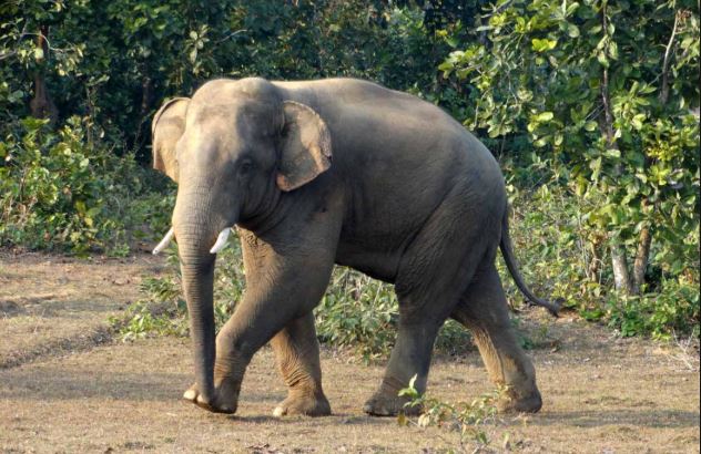Elephant Kills Woman Mayurbhanj