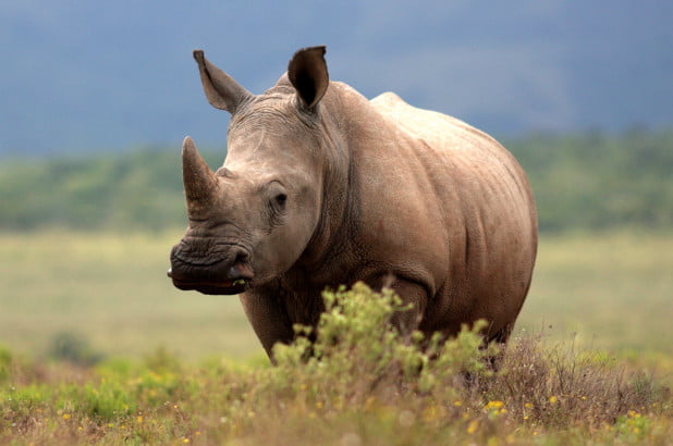 Rhino Assam: Over 34 Royalty-Free Licensable Stock Vectors & Vector Art |  Shutterstock