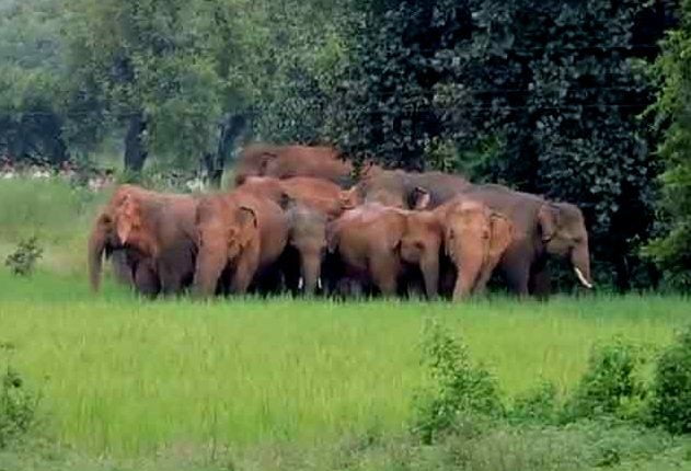 odisha elephants in Andhra