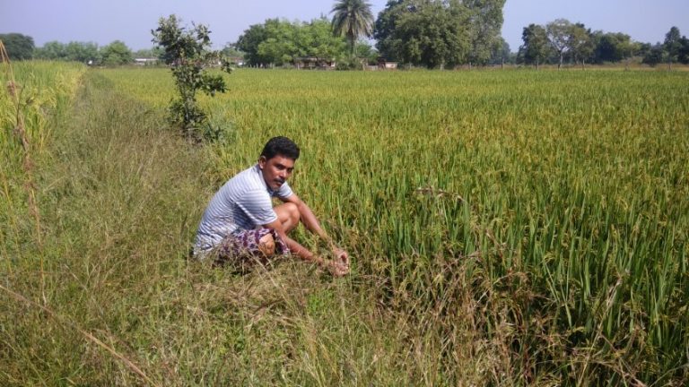 Mobile Advisory Helps Kalahandi Farmer Get Rich Harvest - odishabytes