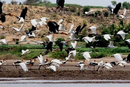 more migratory birds in Chilika 2023