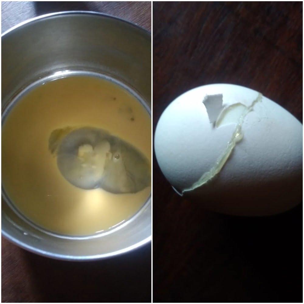 plastic egg bhubaneswar