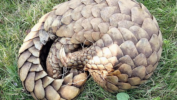 Pangolin Rescued From Quarantine Centre In Athagarh