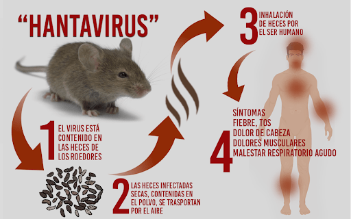 Image result for hantavirus