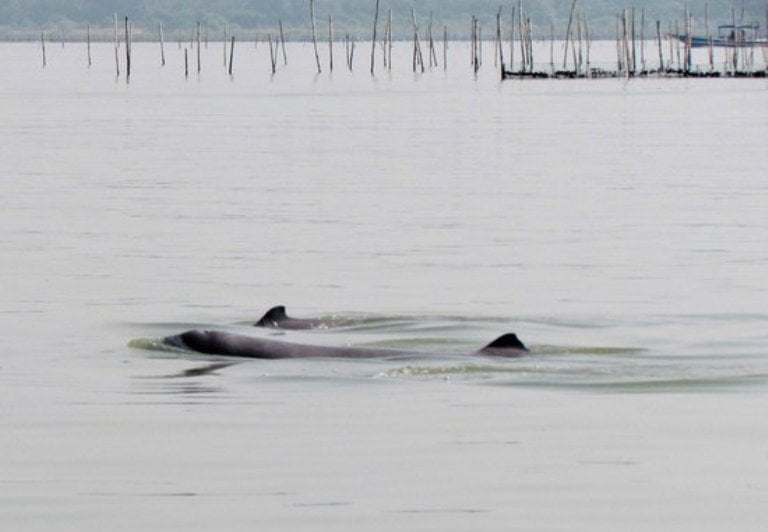 Dolphin Population Doubles In Odisha; Substantial Rise In Chilika & Rajnagar Mangrove