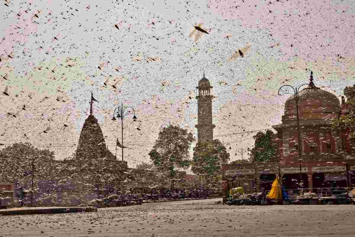 Locusts Swarming In Jaipur City. Photo: PTI