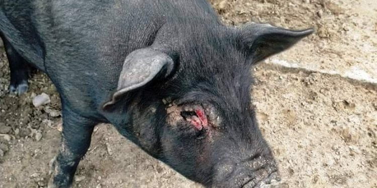 death of pigs Berhampur city swine flu