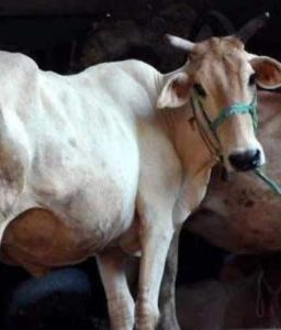 Cow's Jaw Blown Away After It Chews Bomb-Stuffed Fruit In Odisha's Berhampur