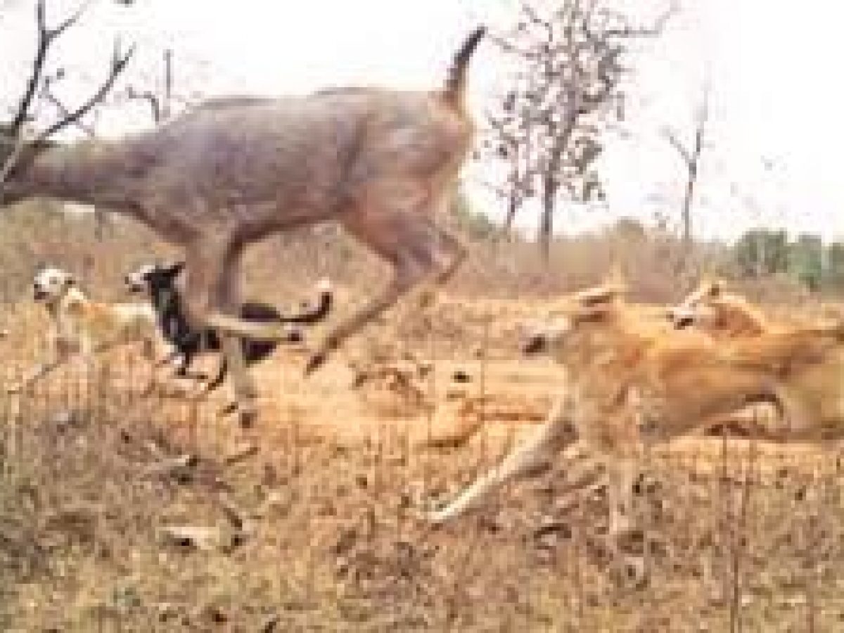 New Threats In Forest: More Feral And Abandoned Dogs Than Tigers In Major  Reserves - odishabytes