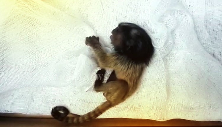 marmoset gives birth at nandankanan zoo