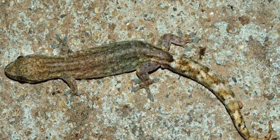 gecko news species ganjam odisha