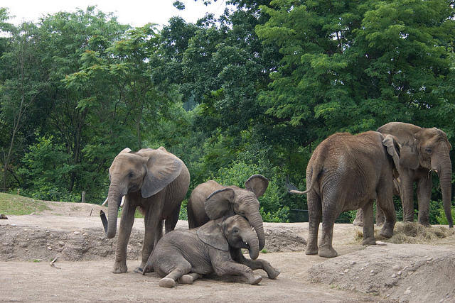 Elephants Nayagarh Ganjam