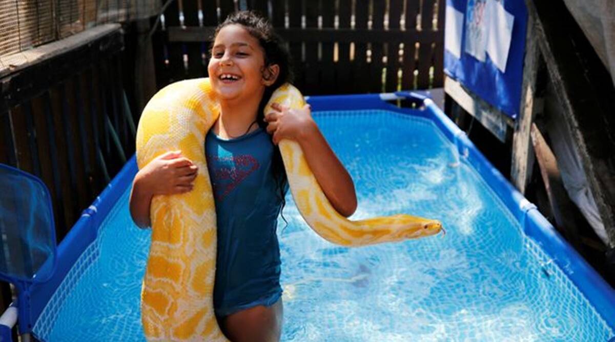 8-year-old girl swims with python