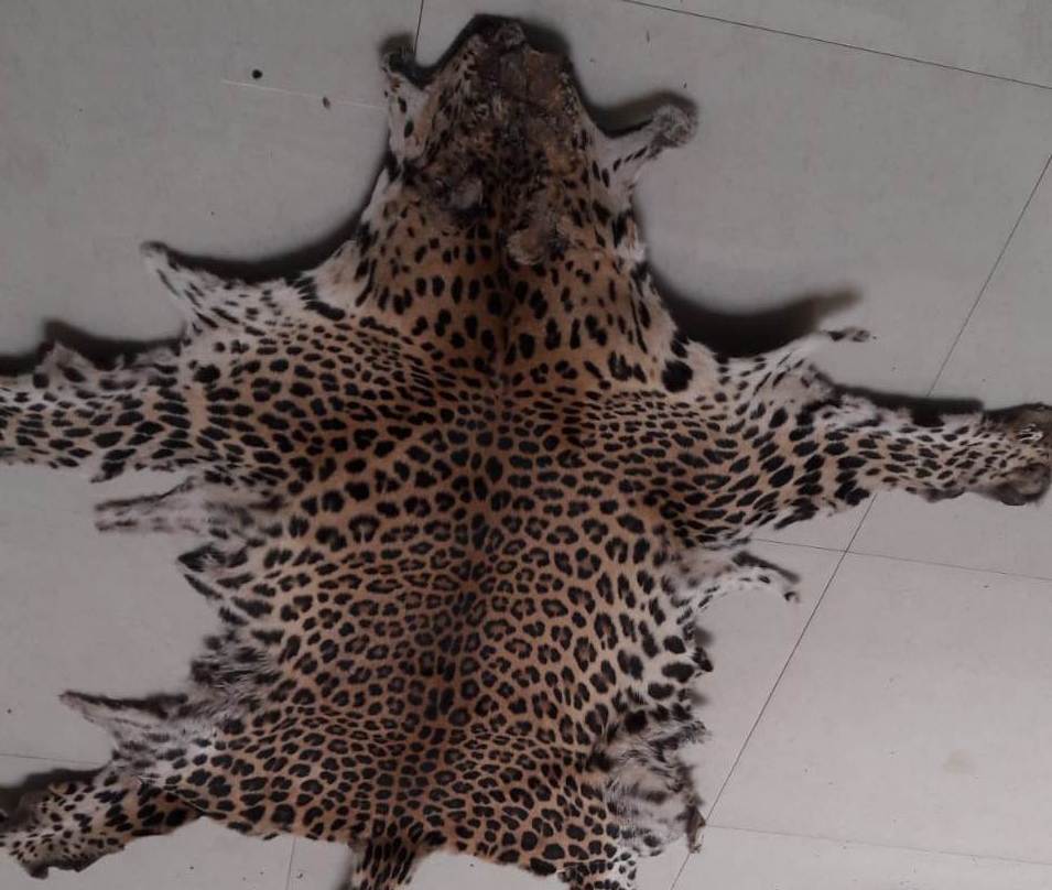 leopard skin Mayurbhanj