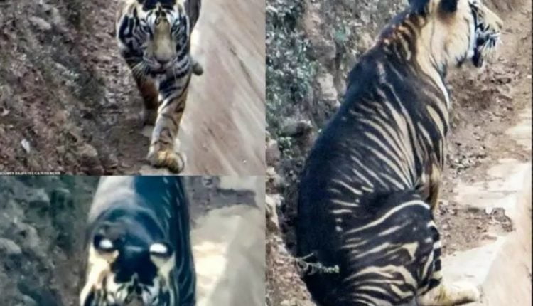 Amateur Photographer Captures Striking Beauty Of Melanistic Black Tiger In Odishas Similipal