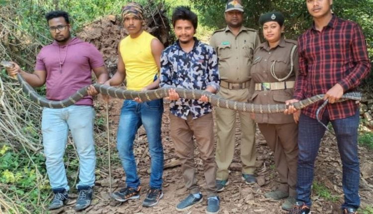 Giant Python Rescued From Drain Near School In Odisha - odishabytes