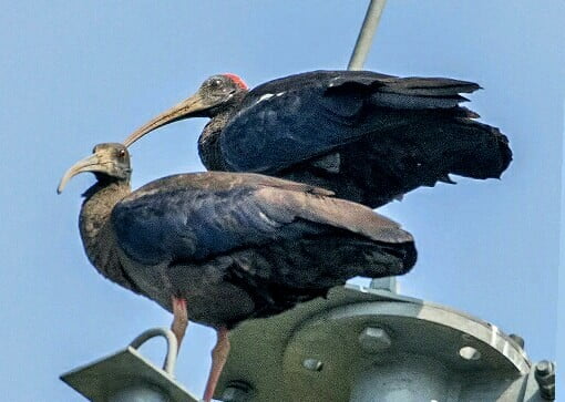 Red-naped ibis Kuldiha Wildlife Sanctuary