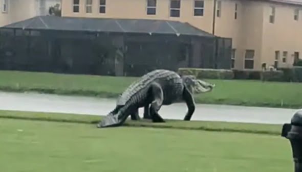 alligator golf course florida