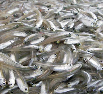 small fish Odisha nutrition programme