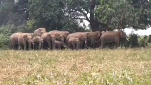 Panic in Odisha's Angul As Elephant Herd Enters Village, Destroys Crops