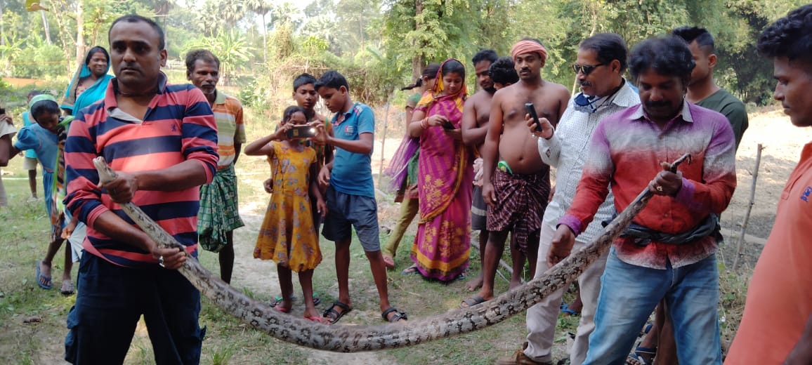 python rescued in balasore