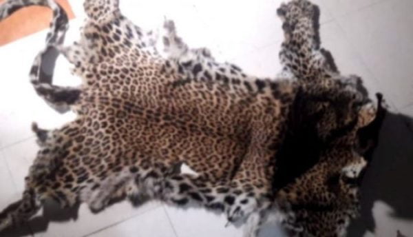 Tiger Skin Racket Busted In Bargarh; 3 held