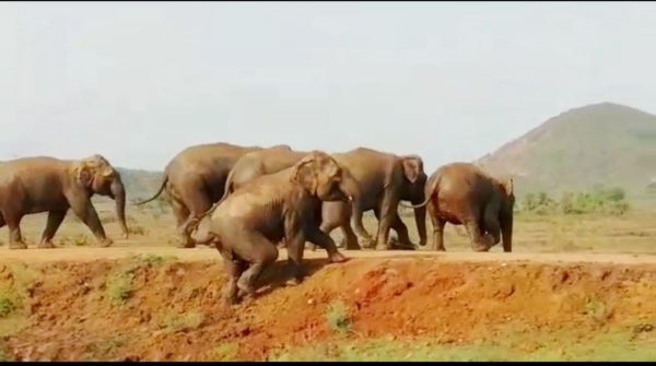 elephant herd panic in Digapahandi