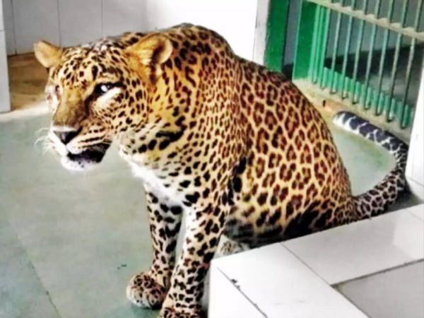 Bureaucrat's Daughter Adopts Leopard